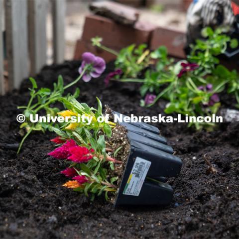 Flowers and various plants ready to be planted in a homeowner’s fairy garden during the Big Event. May 4, 2024. Photo by Kirk Rangel for University Communication.
